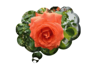 Gif animé je pense à toi rose orange